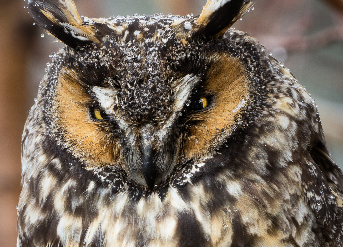 1st PrizeOpen Nature In Class 3 By Bill Crnkovich For Great Horned Owl With Water Drops APR-2024.jpg